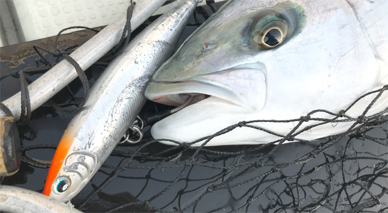 オフショアプラグ NEWスタンダードを創る！ソルティガスタープロジェクト第二弾